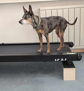 B4P Multiboard Mini für Laufbänder